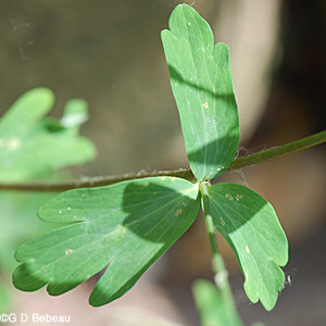 Columbine upper leaf