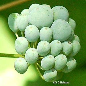 Green fruit