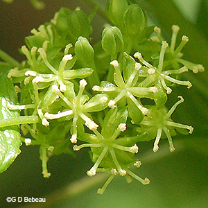 inflorescence