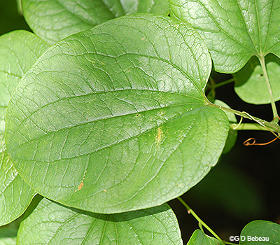 leaf