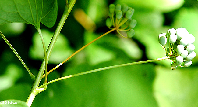 leaf axils