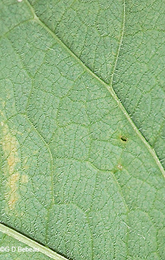 leaf underside