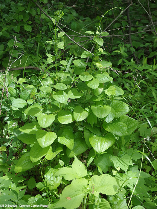 Full PLant