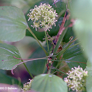 stem with umbels in leaf axils