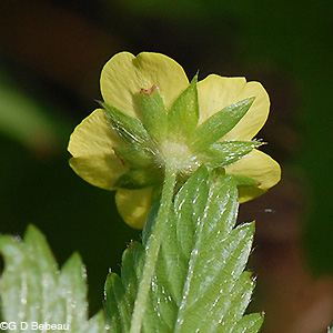 Common Cinquefoil sepals