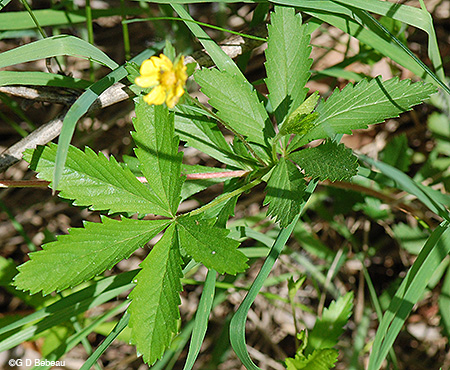 full leaf