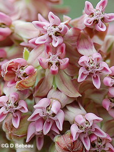 Common Milkweed flower detail