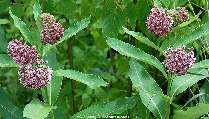 Common Milkweed group