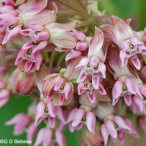 Common Milkweed Flower