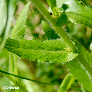 Philadelphia Fleabane leaf
