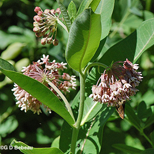 Common Milkweed
