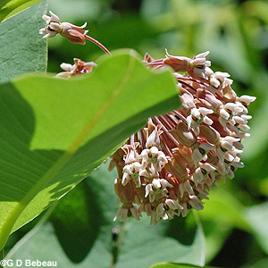 Common Milkweed
