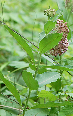 Common Milkweed