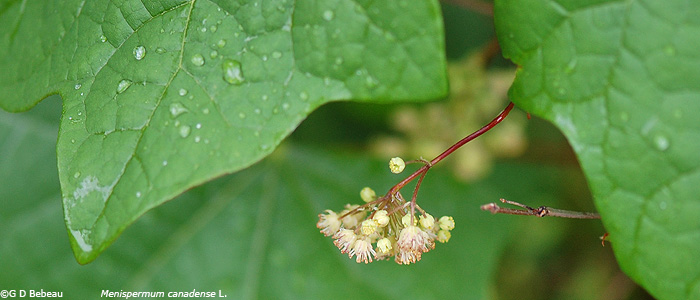 Moonseed male flower panicle