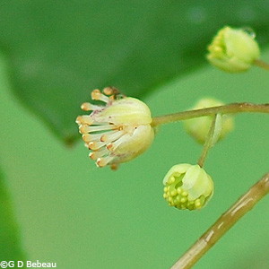 Moonseed male flower