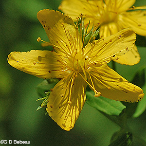 Common St. Johnswort flower