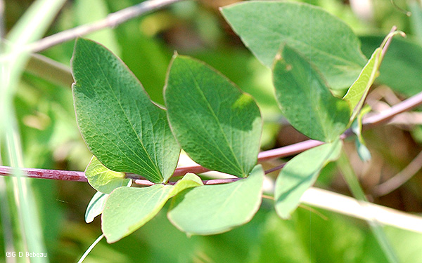 leaf