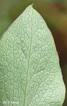 leaf underside