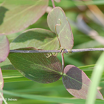 tendrils