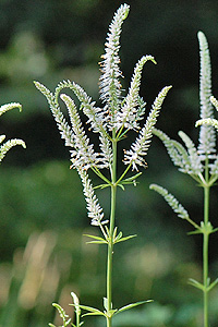 Culver's Root