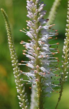 Culver's Root