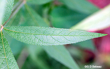 leaf
