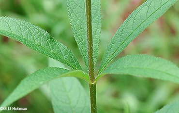 Leaf whorl