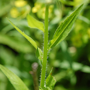 Annual Fleabane leaf