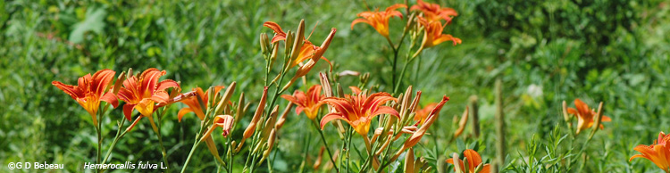 Orange Day Lily