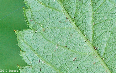 leaf underside