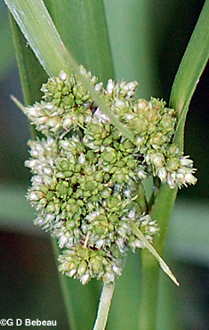 Dark Green Bulrush flowers