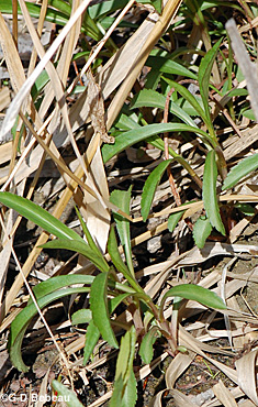 Dark Green Bulrush new plants