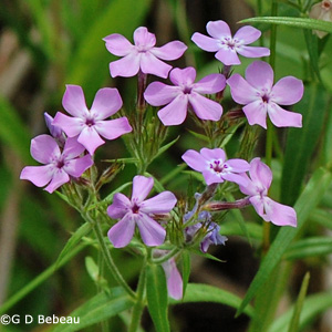 Downy Phlox