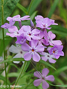 Donwy Phlox