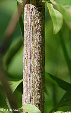Eastern Wahoo young stem