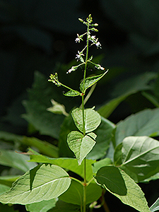 Enchanter's Nightshade