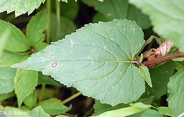lower leaf