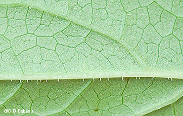 leaf underside