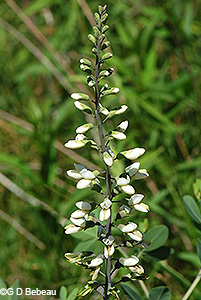 False White Indigo
