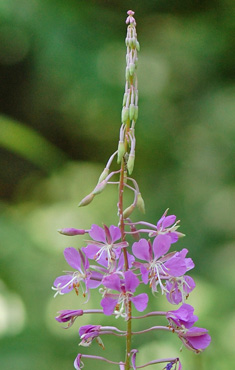 Fireweed