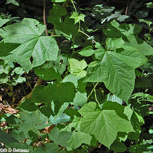 leaf