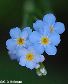 Forget-me-not