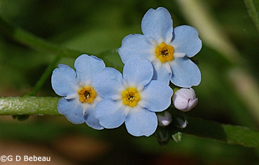 Forget-me-not flowers