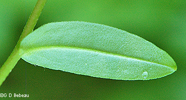 leaf underside