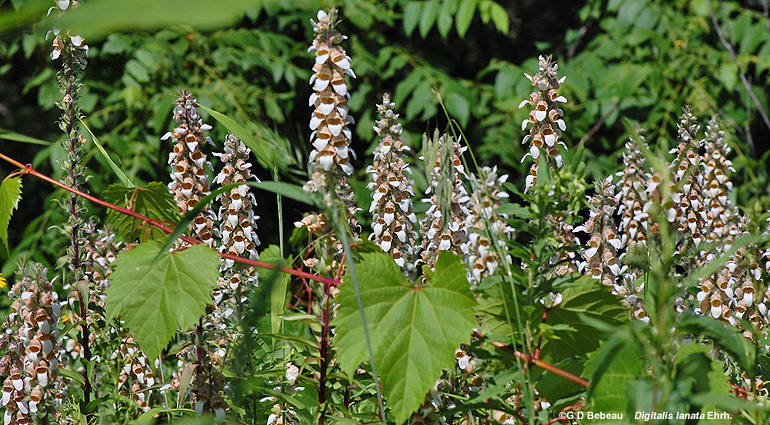 Foxglove