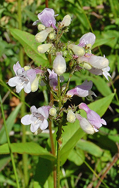 Foxglove Beardtongue