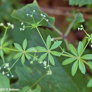 leaves