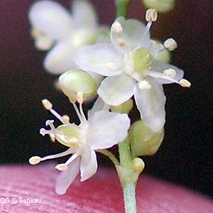 flower detail
