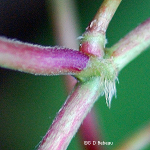 leaf ocrea