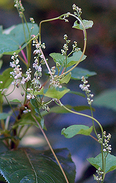 full plant